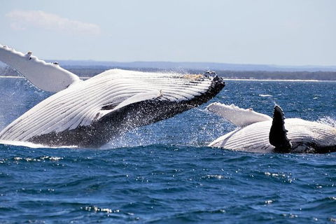 Whale Watching Jervis Bay - Accommodation Gladstone 4