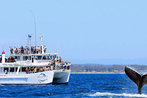 Whale Watching Jervis Bay - Accommodation Gladstone 6