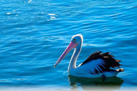 Newcastle And Central Coast Private Shore Excursion | Departs Newcastle Port - Accommodation Gladstone 7