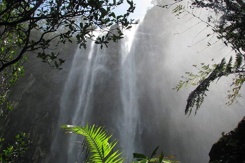 Minyon Falls Rainforest Walk - Accommodation Gladstone 0