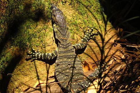 Minyon Falls Rainforest Walk - Accommodation Gladstone 4