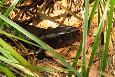 Minyon Falls Rainforest Walk - Accommodation Gladstone 3