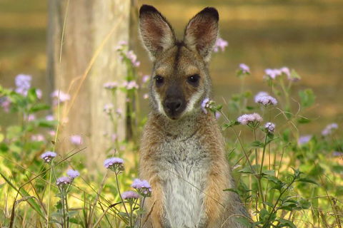 Byron Bay Wildlife Safari - Accommodation Gladstone 4