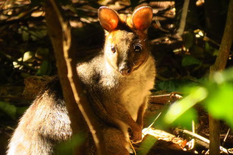 Byron Bay Wildlife Safari - Accommodation Gladstone 3