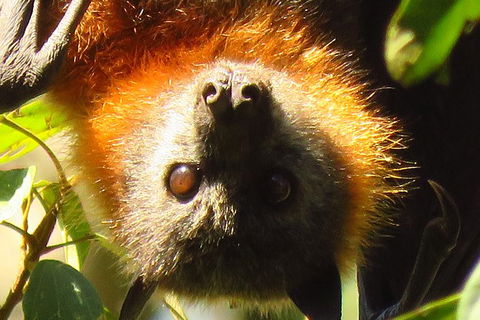 Byron Bay Wildlife Safari - Accommodation Gladstone 9
