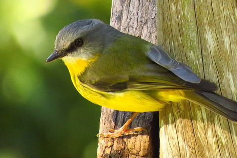 Byron Bay Wildlife Safari - Accommodation Gladstone 6