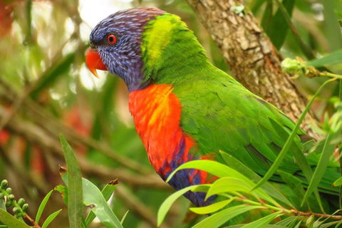 Byron Bay Wildlife Safari - Accommodation Gladstone 7
