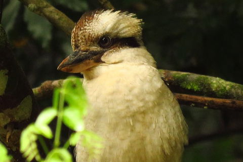 Byron Bay Wildlife Safari - Accommodation Gladstone 5