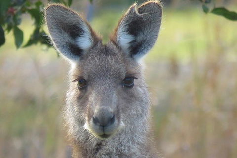 Byron Bay Wildlife Safari - Accommodation Gladstone 11