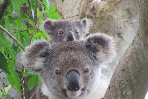 Byron Bay Wildlife Safari - Accommodation Gladstone 2