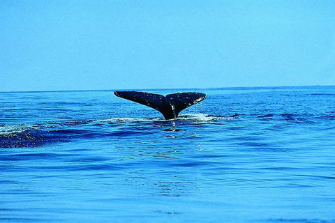 Whale Watching By Sea Kayak In Batemans Bay - Accommodation Gladstone 1