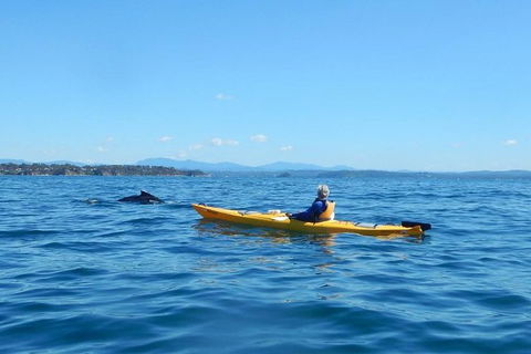 Whale Watching By Sea Kayak In Batemans Bay - Accommodation Gladstone 2