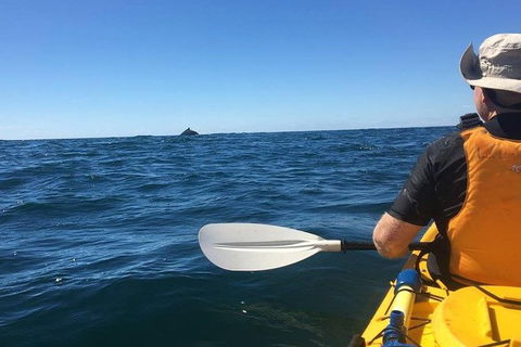 Whale Watching By Sea Kayak In Batemans Bay - Accommodation Gladstone 7