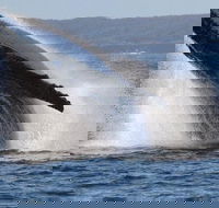 Jervis Bay Whale Watching Tour - Accommodation Gladstone
