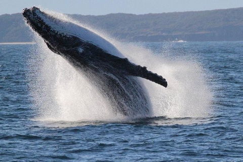 Jervis Bay Whale Watching Tour - Accommodation Gladstone 0