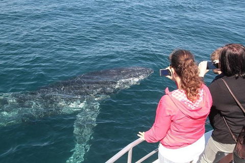 Jervis Bay Whale Watching Tour - Accommodation Gladstone 9