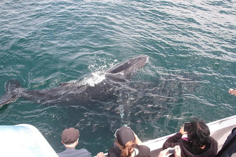 Jervis Bay Whale Watching Tour - Accommodation Gladstone 12