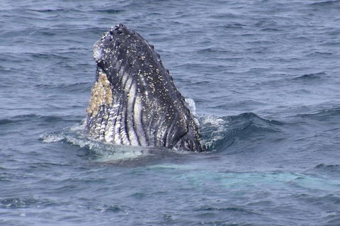 Jervis Bay Whale Watching Tour - Accommodation Gladstone 4