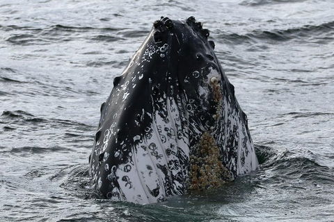 Jervis Bay Whale Watching Tour - Accommodation Gladstone 7