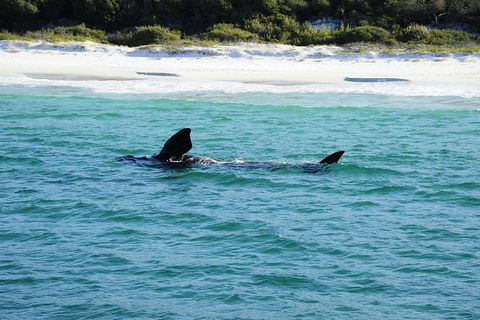 Jervis Bay Whale Watching Tour - Accommodation Gladstone 5