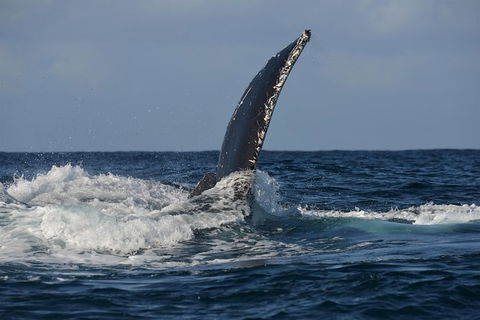 Jervis Bay Whale Watching Tour - Accommodation Gladstone 8