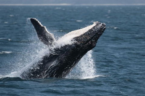 Jervis Bay Whale Watching Tour - Accommodation Gladstone 10