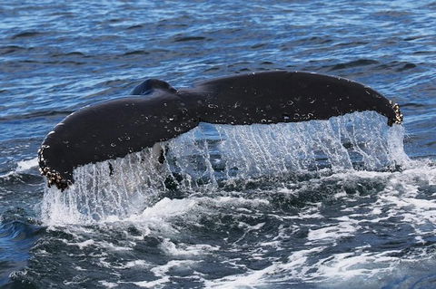 Jervis Bay Whale Watching Tour - Accommodation Gladstone 6