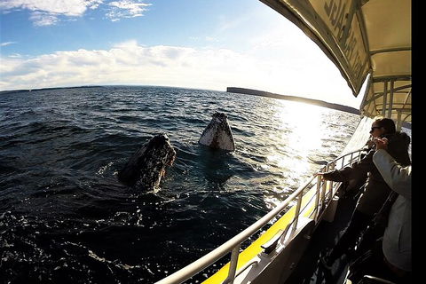 Jervis Bay Whale Watching Tour - Accommodation Gladstone 3