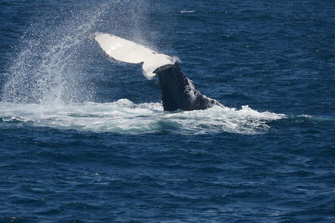 Jervis Bay Whale Watching Tour - Accommodation Gladstone 11