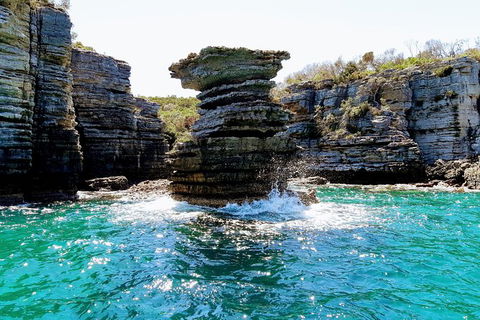 Jervis Bay Passage Tour - Accommodation Gladstone 15