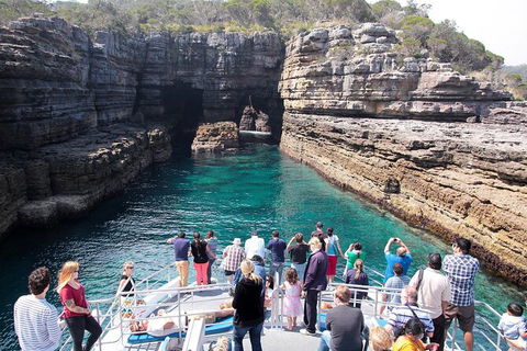 Jervis Bay Passage Tour - Accommodation Gladstone 3