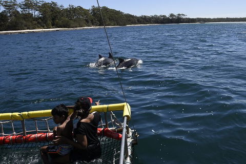 Jervis Bay Boom Netting And Dolphins Tour - Accommodation Gladstone 6
