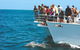 Jervis Bay Boom Netting And Dolphins Tour - thumb 10