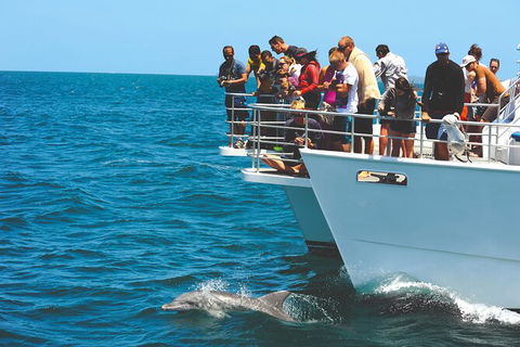 Jervis Bay Boom Netting And Dolphins Tour - Accommodation Gladstone 10