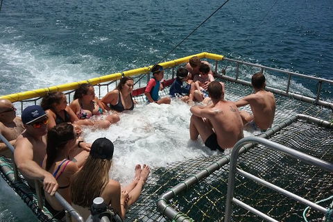 Jervis Bay Boom Netting And Dolphins Tour - Accommodation Gladstone 4