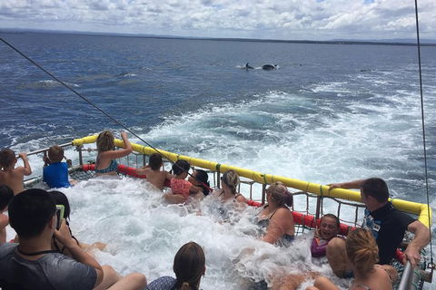 Jervis Bay Boom Netting And Dolphins Tour - Accommodation Gladstone 14