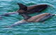 Jervis Bay Boom Netting And Dolphins Tour - thumb 13