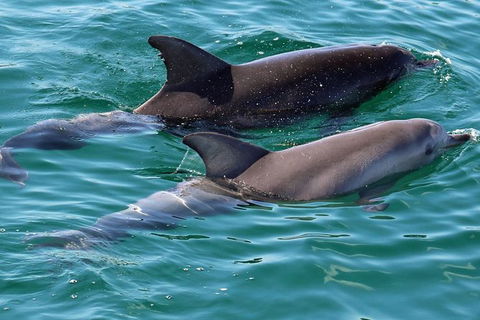 Jervis Bay Boom Netting And Dolphins Tour - Accommodation Gladstone 13