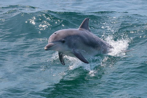 Jervis Bay Boom Netting And Dolphins Tour - Accommodation Gladstone 8