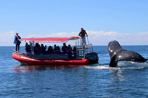 Byron Bay Whale Watching Cruise - Accommodation Gladstone 0