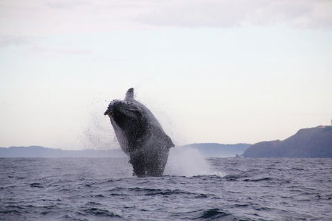 Byron Bay Whale Watching Cruise - Accommodation Gladstone 9