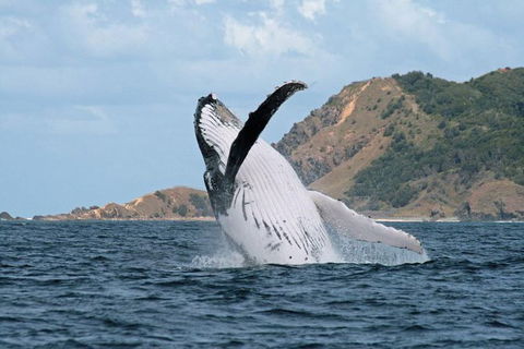 Byron Bay Whale Watching Cruise - Accommodation Gladstone 7
