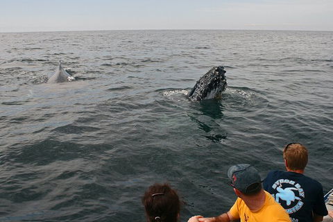 Byron Bay Whale Watching Cruise - Accommodation Gladstone 12