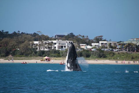Byron Bay Whale Watching Cruise - Accommodation Gladstone 11