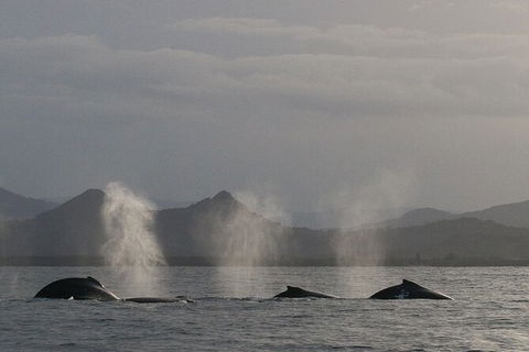 Byron Bay Whale Watching Cruise - Accommodation Gladstone 6