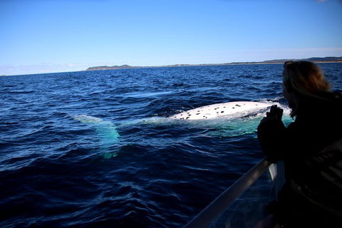 Byron Bay Whale Watching Cruise - Accommodation Gladstone 8