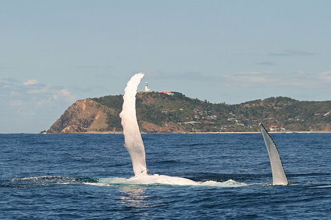 Byron Bay Whale Watching Cruise - Accommodation Gladstone 4