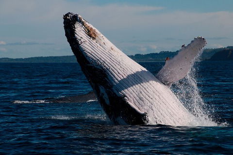 Byron Bay Whale Watching Cruise - Accommodation Gladstone 5