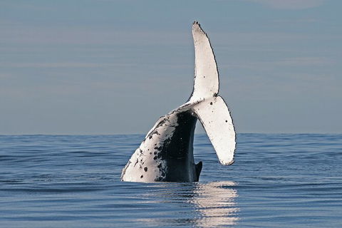 Byron Bay Whale Watching Cruise - Accommodation Gladstone 3