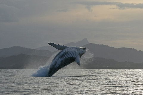 Byron Bay Whale Watching Cruise - Accommodation Gladstone 10